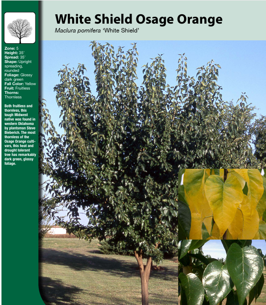 White Sheild osage orannge tree info